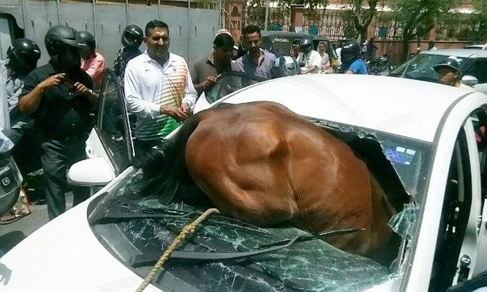 ภาพช็อก! ม้าอินเดียคลั่งอากาศร้อน วิ่งชนเก๋งทะลุกระจก เจ็บทั้งคนทั้งม้า