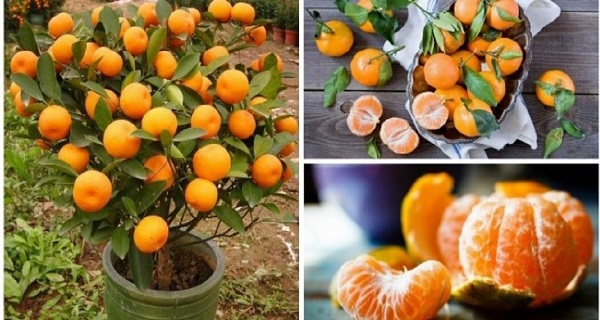 คุณไม่จำเป็นต้องซื้อส้มอีกเลย เพราะคุณสามารถปลูกมันไว้กินเองได้
