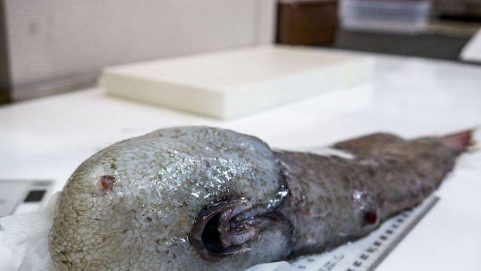 นักวิทยาศาสตร์ในออสเตรเลียพบปลาแปลกประหลาด