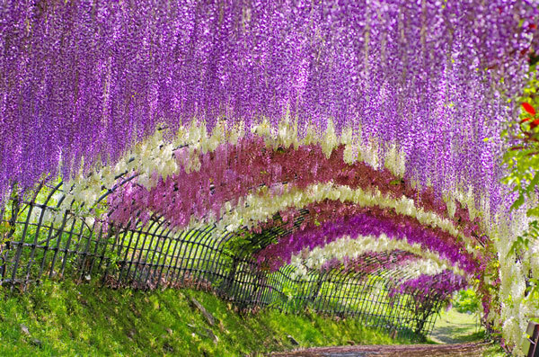 สวยสะพรั่งเมษายนนี้ อุโมงค์ดอกวิสทีเรีย ที่ฟุกุโอกะ ญี่ปุ่น