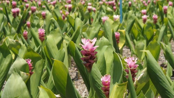 เทศกาลมนต์เสน่ห์ไม้งาม สยามทิวลิป Siam Tulip Festival อุทยานไม้ดอก เพ ลา เพลิน จังหวัดบุรีรัมย์