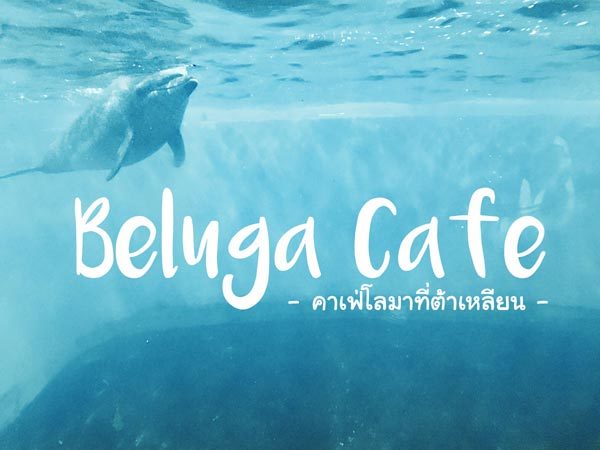 เที่ยวจีนตะลุย Beluga Cafe คาเฟ่วาฬ-โลมา ที่เมืองต้าเหลียน