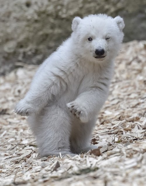 ขี้เล่นนะเรา ลูกหมีขั้วโลกจอมซน โพสท่าเล่นกล้องแบบสุดโปร น่ารักสุด ๆ ไปเลย