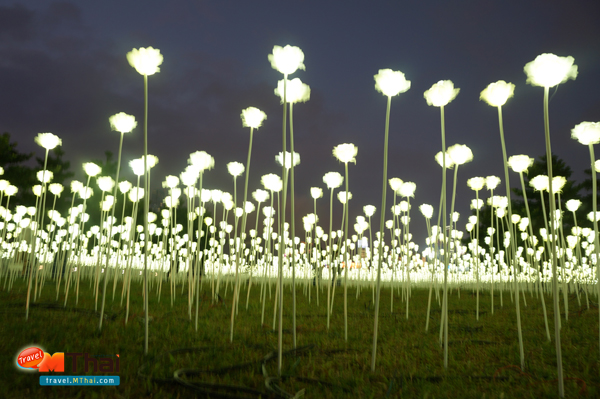 ฮ่องกงเนรมิต ?ดอกกุหลาบขาว ไฟ LED?กว่า 25,000 ดอก บานสะพรั่งริมอ่าววิคตอเรีย