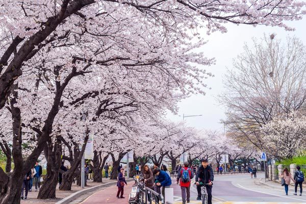 ซากุระเกาหลี 2016 สวยสะพรั่งรับฤดูใบไม้ผลิ