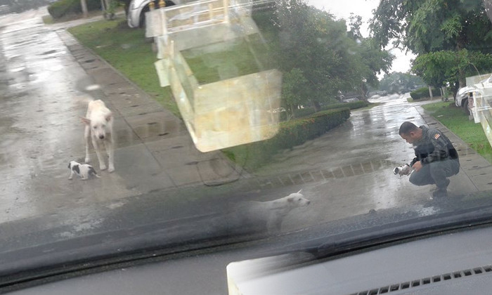 ตำรวจถึงกับอึ้ง! แม่หมาวิ่งฝ่าสายฝนคาบลูกมาวางขวางรถ ที่แท้มาขอความช่วยเหลือเพราะลูกหมาบาดเจ็บ