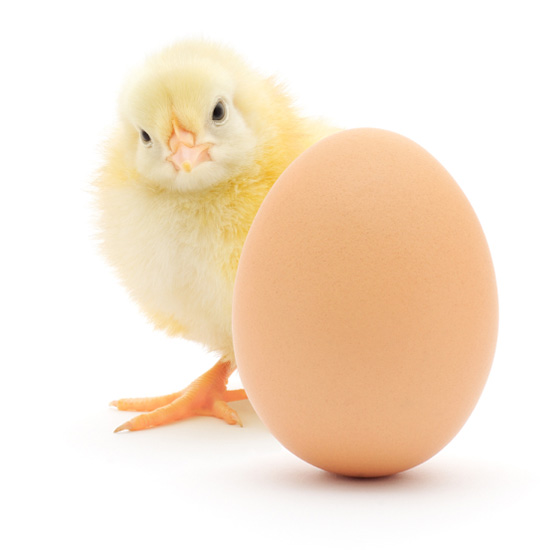ปัญหาโลกแตก!! ไก่กับไข่  อะไรเกิดก่อนกัน ?  ที่นี้มีคำตอบ