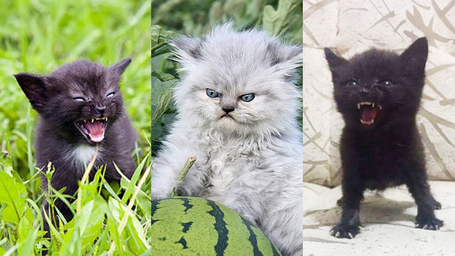 รวมภาพ ลูกแมวโกรธ จากทั่วทุกมุมโลก เห็นตัวเล็กๆ แต่โหดเอาเรื่องนะ