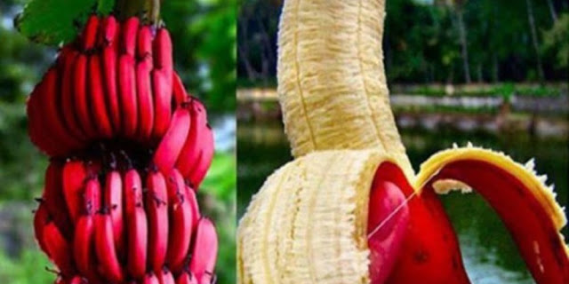 เคยเห็นหรือลิ้มรสกล้วยสีแดงไหม? และคุณเชื่อไหมว่ามันให้ประโยชน์ต่อสุขภาพของคุณอย่างน่าอัศจรรย์!
