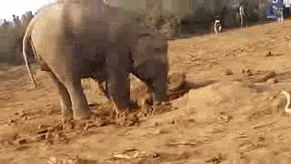 เจ้าช้างตัวนี้ขุดหลุมเป็นเวลา 11 ชั่วโมงเพื่อหา... ไม่มีใครรู้จนได้เห็นว่าในหลุมนั้นมีอะไร