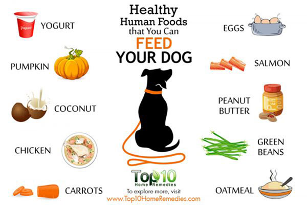 คนรักสุนัขห้ามพลาด!! 5 อาหารเพื่อสุขภาพของคนที่ให้สุนัขแสนรักทานได้