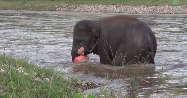น่ารัก ! ลูกช้างเข้าใจผิด เห็นคนเล่นน้ำ นึกว่าจมน้ำ ปรี่เข้าช่วยขึ้นฝั่ง