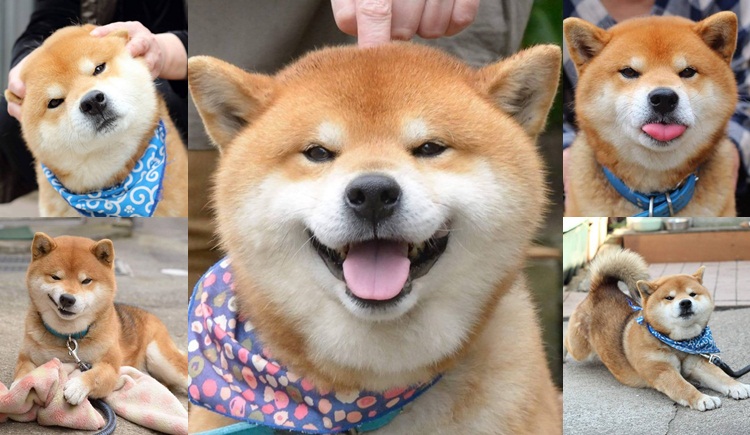 ความน่ารักของเจ้า Ryuji สุนัขพันธุ์ชิบะ ที่จะทำให้คุณอมยิ้ม