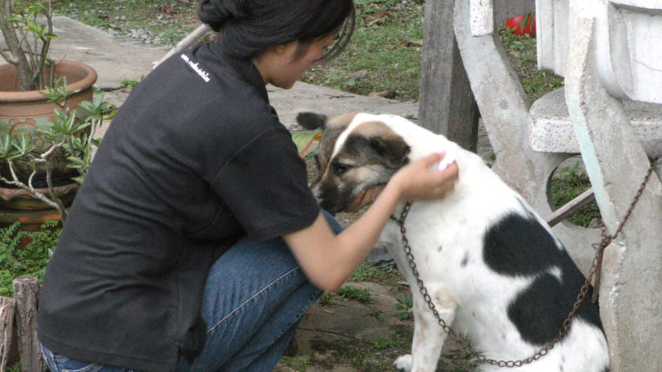 สาวชลประทานเฉียดตาย สุนัข 3 ตัวช่วยชีวิต กระโจนใส่งูเห่าปกป้อง เจอพิษใส่ตาบาดเจ็บ