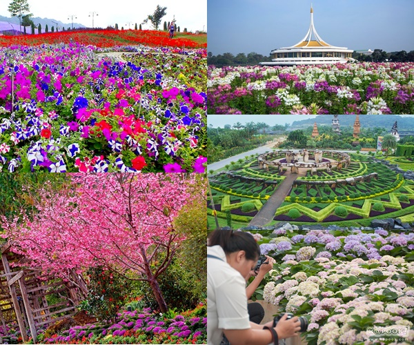 รวมที่เที่ยวสวนดอกไม้ในเมืองไทย น่าไปสุดๆ