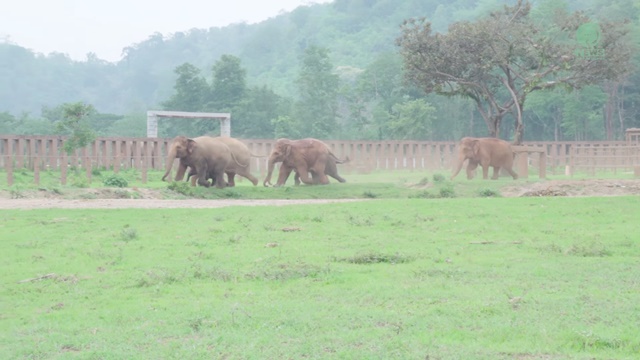 ช้างไทยดังไกลไปทั่วโลก!! เมื่อช้างรุ่นพี่เกือบทั้งโขลง วิ่งตรงมาต้อนรับสมาชิกใหม่!