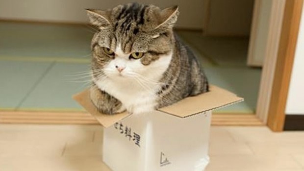 มารุ แมวเนตไอดอลรุ่นแรกกับการทำลายสถิติกินเนสบุ๊ค! #ทาสแมวใจละลาย