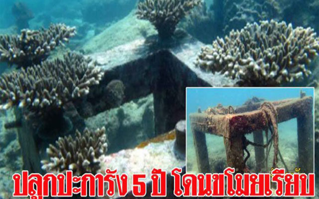 อ.จุฬา ปลูกปะการังเฝ้าดูกว่า 5 ปี เมื่อลงน้ำตรวจดู หายเรียบ!