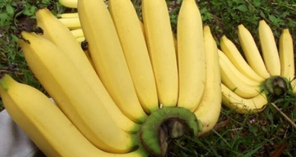 กินกล้วย 10วัน ลดน้ำหนักได้ 3กิโล เชียวนะ !! สูตรกินกล้วยให้ถูกเวลาลดน้ำหนักได้