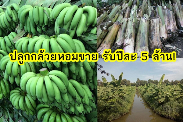 สุดเจ๋ง เกษตรกรยุคใหม่ปลูกกล้วยหอม ขายผล ขายหน่อ รับปีละ 5 ล้าน!