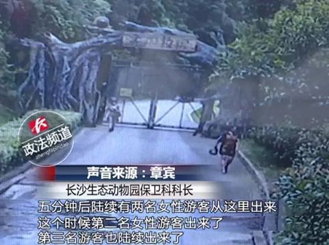 พิเรน! นักท่องเที่ยวจีนไม่อยากซื้อบัตร ลงทุนปีนรั้วสวนสัตว์ หารู้ไม่เสือเบงกอล7ตัวรออยู่ข้างล่าง