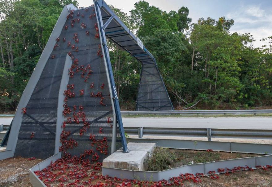 อะเมซิ่ง! 15 ภาพสะพานลอยสำหรับสัตว์ (Animal Bridges) ช่วยชีวิตได้นับพัน