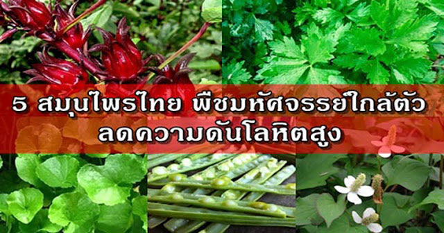 5 สมุนไพรไทย พืชมหัศจรรย์ใกล้ตัวช่วย 