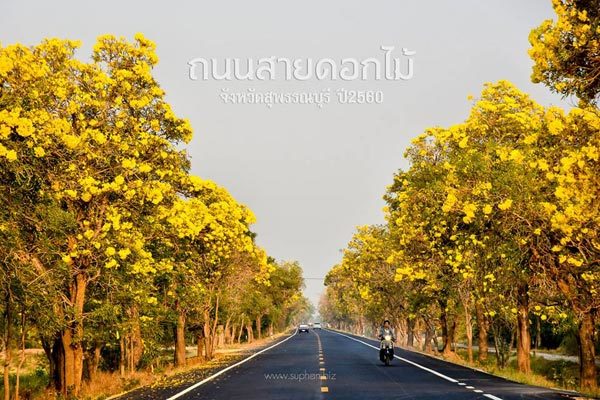 เหลืองปรีดียาธร สุพรรณบุรี 2560 ออกดอกสวยเพลินตารับหน้าร้อน