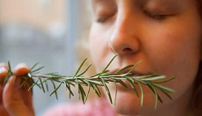 นักวิทยาศาสตร์ เผยดมกลิ่นโรสแมรี่สามารถเพิ่มหน่วยความจำได้ถึง75%