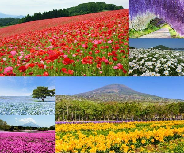 7 เส้นทางดอกไม้ในญี่ปุ่นที่จะเบ่งบานสะพรั่งกันในช่วงฤดูใบไม้ผลิ