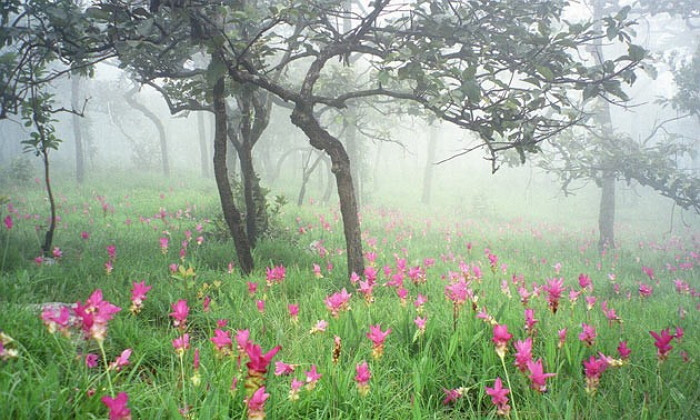 เตรียมตัวชม 'ทุ่งดอกกระเจียว' ความงดงามในป่าหน้าฝน ณ อุทยานแห่งชาติป่าหินงาม