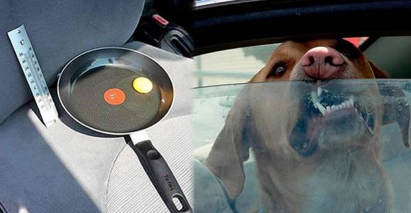 หนุ่มทิ้งไข่ดิบไว้ในรถตอนเที่ยง พิสูจน์ให้เห็นว่าทำไม เราไม่ควรทิ้งสุนัข&เด็ก ไว้ในรถ!?