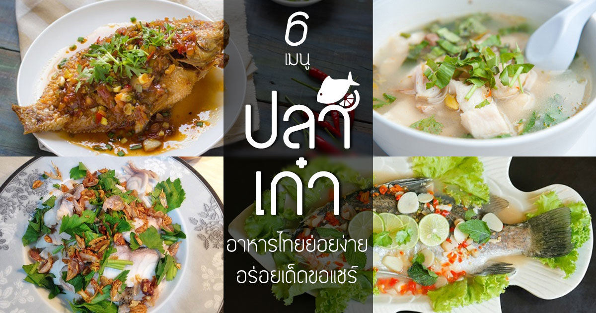6 เมนูปลาเก๋า อาหารไทยย่อยง่ายได้สุขภาพ อร่อยเด็ดขอแชร์