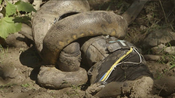 สุดสะพรึง!! ตำนาน 'งูยักษ์จอมเขมือบ' นักล่าทหารญี่ปุ่น