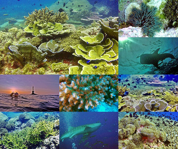 เกาะโลซิน จังหวัดปัตตานี แหล่งดำน้ำระดับสวรรค์ ชมความมหัศจรรย์ของโลกใต้ดำที่สมบูรณ์ที่สุดแห่งหนึ่งของประเทศไทย