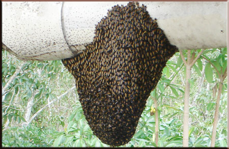 ผึ้งทำรังในบ้านเป็นโชคลาภ