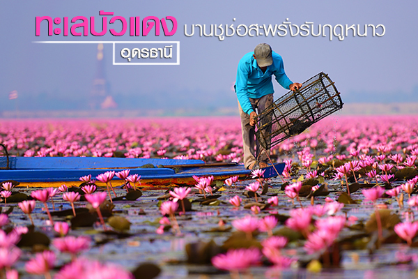ทะเลบัวแดง อุดรธานี ชื่นชมความสวยงามของดอกบัวที่บานชูช่อต้อนรับลมหนาวช่วงปลายปี